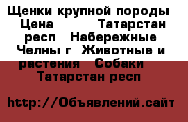 Щенки крупной породы › Цена ­ 100 - Татарстан респ., Набережные Челны г. Животные и растения » Собаки   . Татарстан респ.